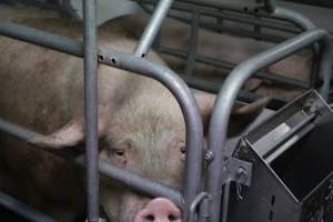 Farrowing crates - Australian pig farming - Captured at Lindham Piggery, Wild Horse Plains SA Australia.