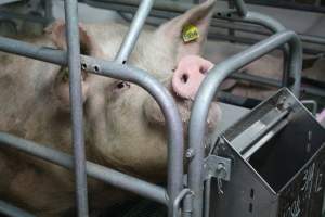 Farrowing crates - Australian pig farming - Captured at Lindham Piggery, Wild Horse Plains SA Australia.