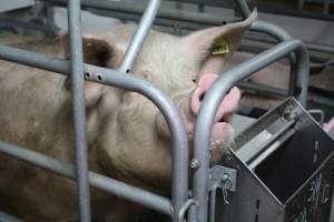 Farrowing crates - Australian pig farming - Captured at Lindham Piggery, Wild Horse Plains SA Australia.