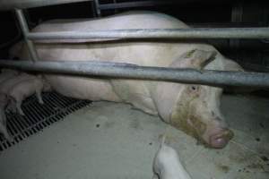 Farrowing crates - Australian pig farming - Captured at Blackwoods Piggery, Trafalgar VIC Australia.