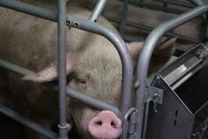 Farrowing crates - Australian pig farming - Captured at Lindham Piggery, Wild Horse Plains SA Australia.