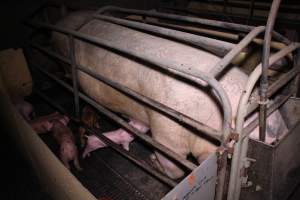 Farrowing crates at Ludale Piggery SA - Australian pig farming - Captured at Ludale Piggery, Reeves Plains SA Australia.