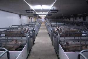 Farrowing crates - Australian pig farming - Captured at Lindham Piggery, Wild Horse Plains SA Australia.