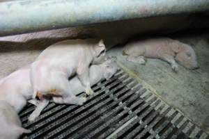 Farrowing crates - Australian pig farming - Captured at Blackwoods Piggery, Trafalgar VIC Australia.