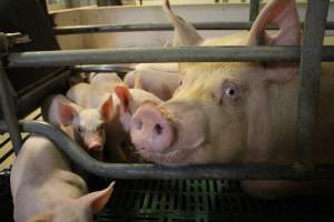 Farrowing crates - Australian pig farming - Captured at Lindham Piggery, Wild Horse Plains SA Australia.