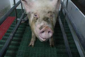 Farrowing crates - Australian pig farming - Captured at Lindham Piggery, Wild Horse Plains SA Australia.