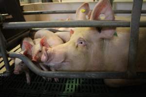 Farrowing crates - Australian pig farming - Captured at Lindham Piggery, Wild Horse Plains SA Australia.