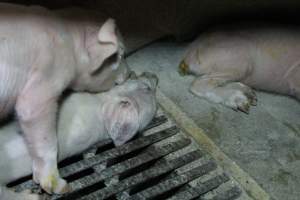 Farrowing crates - Australian pig farming - Captured at Blackwoods Piggery, Trafalgar VIC Australia.