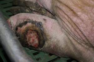 Sow with large leg wound - Australian pig farming - Captured at Lindham Piggery, Wild Horse Plains SA Australia.