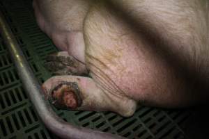 Sow with large leg wound - Australian pig farming - Captured at Lindham Piggery, Wild Horse Plains SA Australia.