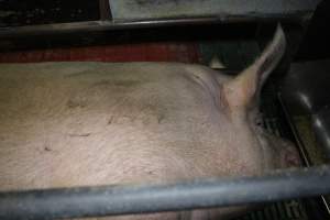 Farrowing crates - Australian pig farming - Captured at Lindham Piggery, Wild Horse Plains SA Australia.