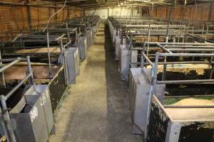 Farrowing crates - Australian pig farming - Captured at Lindham Piggery, Wild Horse Plains SA Australia.