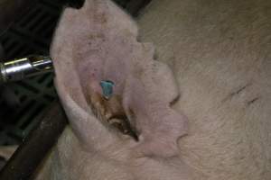 Farrowing crates - Australian pig farming - Captured at Lindham Piggery, Wild Horse Plains SA Australia.