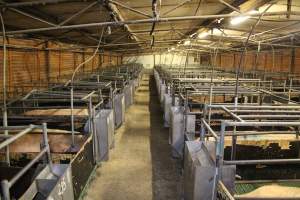 Farrowing crates - Australian pig farming - Captured at Lindham Piggery, Wild Horse Plains SA Australia.