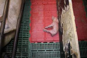 Farrowing crates - Australian pig farming - Captured at Lindham Piggery, Wild Horse Plains SA Australia.