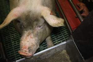 Farrowing crates - Australian pig farming - Captured at Lindham Piggery, Wild Horse Plains SA Australia.