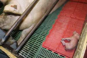 Farrowing crates - Australian pig farming - Captured at Lindham Piggery, Wild Horse Plains SA Australia.