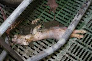 Farrowing crates - Australian pig farming - Captured at Lindham Piggery, Wild Horse Plains SA Australia.