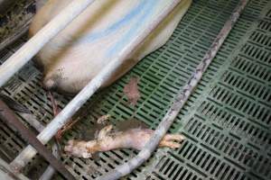 Farrowing crates - Australian pig farming - Captured at Lindham Piggery, Wild Horse Plains SA Australia.