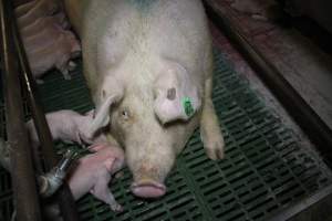 Farrowing crates - Australian pig farming - Captured at Lindham Piggery, Wild Horse Plains SA Australia.