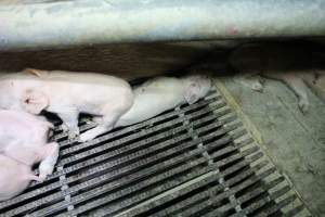 Farrowing crates - Australian pig farming - Captured at Blackwoods Piggery, Trafalgar VIC Australia.