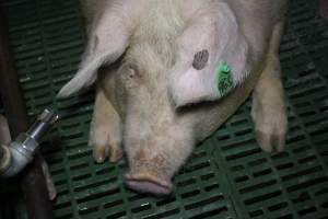 Farrowing crates - Australian pig farming - Captured at Lindham Piggery, Wild Horse Plains SA Australia.