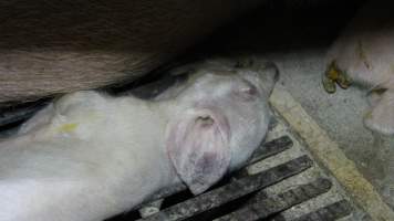 Farrowing crates - Australian pig farming - Captured at Blackwoods Piggery, Trafalgar VIC Australia.