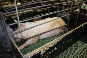 Farrowing crates - Australian pig farming - Captured at Lindham Piggery, Wild Horse Plains SA Australia.