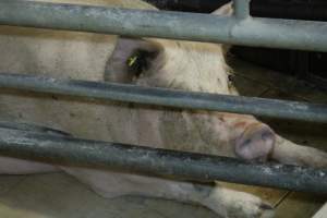 Farrowing crates - Australian pig farming - Captured at Blackwoods Piggery, Trafalgar VIC Australia.