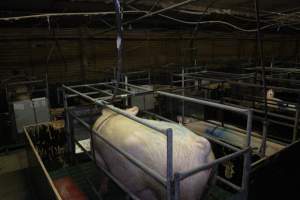 Farrowing crates - Australian pig farming - Captured at Lindham Piggery, Wild Horse Plains SA Australia.