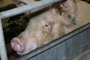 Farrowing crates - Australian pig farming - Captured at Lindham Piggery, Wild Horse Plains SA Australia.