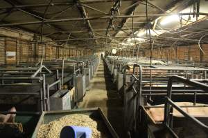 Farrowing crates - Australian pig farming - Captured at Lindham Piggery, Wild Horse Plains SA Australia.