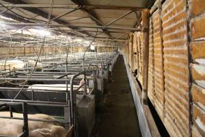 Farrowing crates - Australian pig farming - Captured at Lindham Piggery, Wild Horse Plains SA Australia.