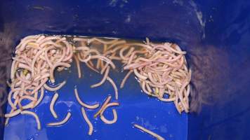 Bucket full of severed piglet tails - Australian pig farming - Captured at Blackwoods Piggery, Trafalgar VIC Australia.