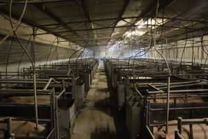 Farrowing crates - Australian pig farming - Captured at Lindham Piggery, Wild Horse Plains SA Australia.