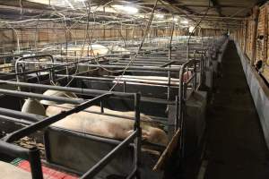 Farrowing crates - Australian pig farming - Captured at Lindham Piggery, Wild Horse Plains SA Australia.