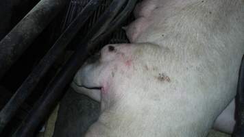 Sow with leg injury - Australian pig farming - Captured at Blackwoods Piggery, Trafalgar VIC Australia.