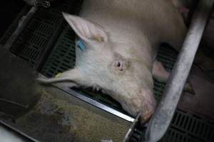 Farrowing crates - Australian pig farming - Captured at Lindham Piggery, Wild Horse Plains SA Australia.