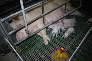 Farrowing crates - Australian pig farming - Captured at Lindham Piggery, Wild Horse Plains SA Australia.