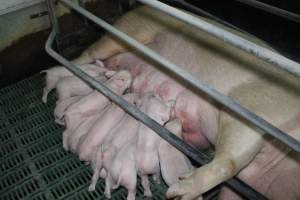 Farrowing crates - Australian pig farming - Captured at Lindham Piggery, Wild Horse Plains SA Australia.