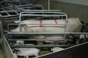 Farrowing crates - Australian pig farming - Captured at Blackwoods Piggery, Trafalgar VIC Australia.