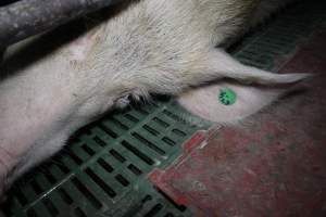 Farrowing crates - Australian pig farming - Captured at Lindham Piggery, Wild Horse Plains SA Australia.