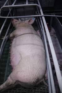 Farrowing crates - Australian pig farming - Captured at Lindham Piggery, Wild Horse Plains SA Australia.