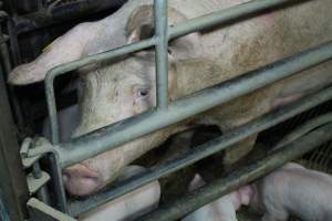 Farrowing crates - Australian pig farming - Captured at Blackwoods Piggery, Trafalgar VIC Australia.