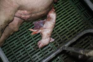 Farrowing crates - Australian pig farming - Captured at Lindham Piggery, Wild Horse Plains SA Australia.