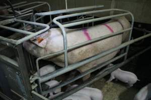 Farrowing crates - Australian pig farming - Captured at Blackwoods Piggery, Trafalgar VIC Australia.