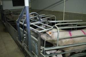 Farrowing crates - Australian pig farming - Captured at Blackwoods Piggery, Trafalgar VIC Australia.