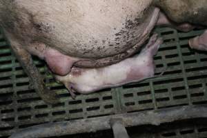 Farrowing crates - Australian pig farming - Captured at Lindham Piggery, Wild Horse Plains SA Australia.