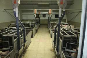 Farrowing crates - Australian pig farming - Captured at Blackwoods Piggery, Trafalgar VIC Australia.