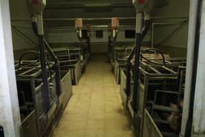 Farrowing crates - Australian pig farming - Captured at Blackwoods Piggery, Trafalgar VIC Australia.